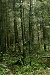 Fototapeta na wymiar thicket windbreak forest