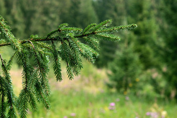 pine branches on a background of field