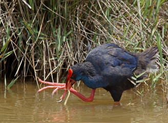 purple swamphen - [Porphyrio porphyrio]