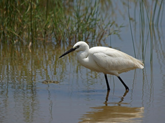 Seidenreiher - [Egretta garzetta]