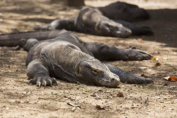Komodo dragon