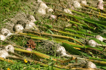 Garlic harvested from the garden