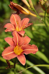 Orange flower lily