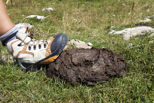 Human boot stepping on cow shit lying on mountain path near signpost, close-up
