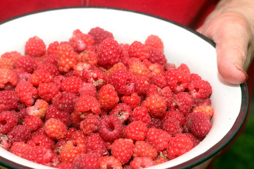 bowl of raspberries in the hands