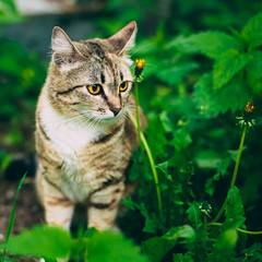 Playful Cute Tabby Gray Cat Kitten Pussycat Sitting In Grass Out