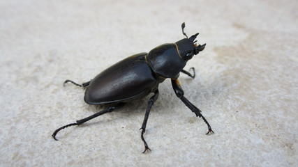 Coléoptère gros plan