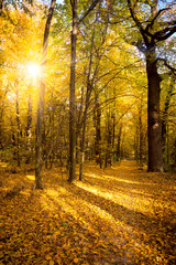 Gold Autumn with sunlight and sunbeams -  Beautiful Trees in the