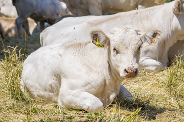 Vaches et veaux bio