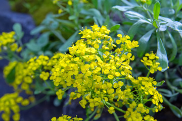 Yellow flowers Alyssum obovatum in the garden