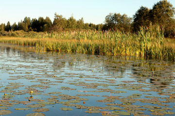 grass and water lilies in the water