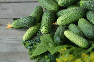 fresh crop of cucumbers