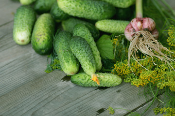 fresh crop of cucumbers