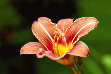 red flower light of sunset