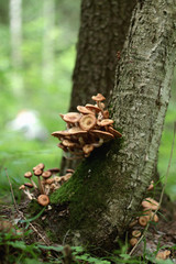 Mushrooms grow on trees