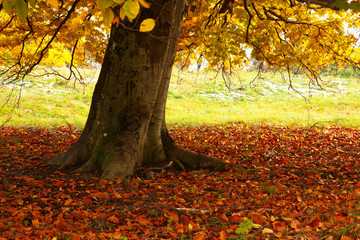 Tree in park in autumn
