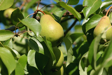pear on a tree close-up