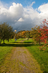 Fototapeta na wymiar Scene of autumn park in Finland
