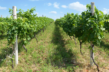 Fototapeta na wymiar rows of vineyard immature summer day