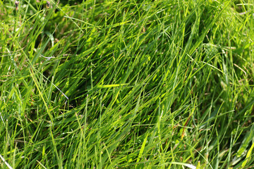 background texture of grass