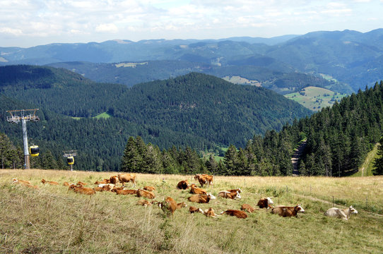 Kuhherde unter der Belchenbahn/Eine Kuhherde liegt unter der Seilbahn auf den Belchen im Schwarzwald, Weitblick &uuml;ber Berge und T&auml;ler im Schwarzwald .