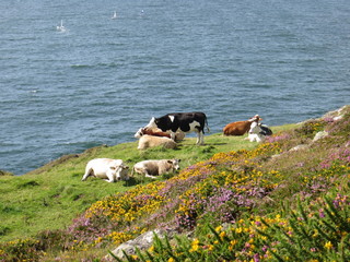 cows by the sea