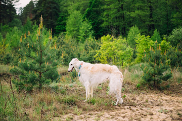 Fototapeta premium White Russian Wolfhound Dog, Borzoi, Russian Hunting, Sighthound