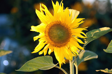 large buds sunflowers at sunset