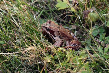 frog in the grass close-up