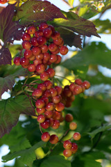bunch of red berries on a bush