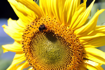 Naklejka premium large buds sunflowers at sunset