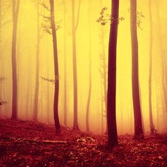 Fire red saturated autumn season foggy forest background. Oversaturated yellow red forest trees background. © robsonphoto