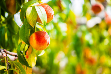 Peaches on the tree