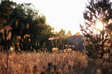 Obraz na płótnie Canvas meadow landscape sunset