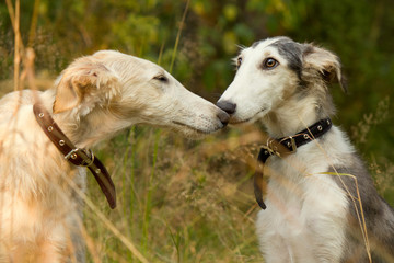 Obraz premium Dog kisses