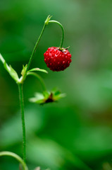forest strawberry
