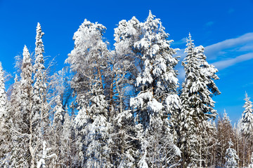 Winter forest with snow-covered trees against the blue sky