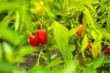 Sweet peppers on the vine