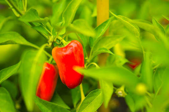 Sweet peppers on the vine