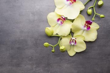 Naklejka na ściany i meble Yellow orchid on the grey background.