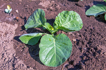 Young collard on planting bed
