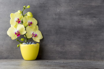 Yellow orchid on the grey background.
