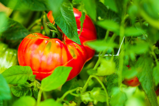 Farm raised tomatoes