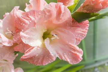 Gladiolus flower in the garden