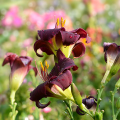Blumen 440