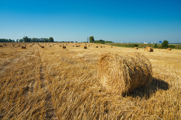 Round straw bales in harvested fields and blue sky 