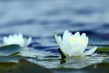 Acrylic prints Waterlillies white water lily