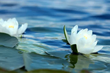 Fototapete Wasserlilien weiße Seerose