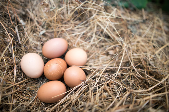 Chicken eggs in the grass dry