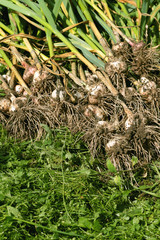 Garlic harvested from the garden